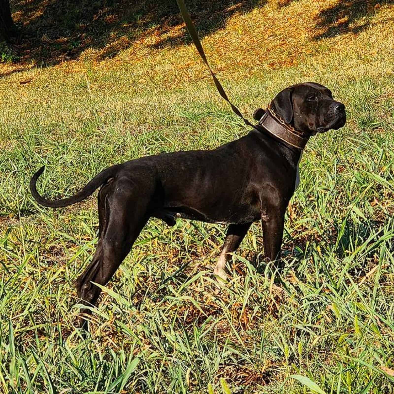 black american bulldog in the park