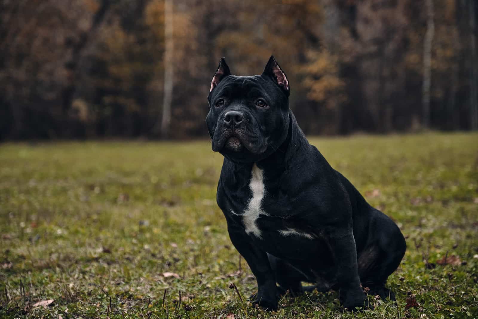 black american bully