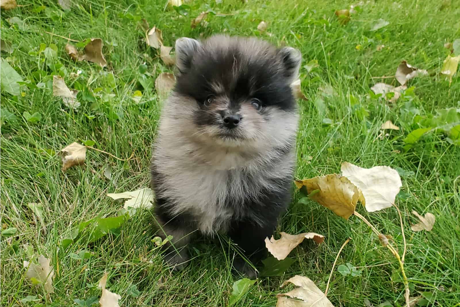 black and blue merle pomeranian