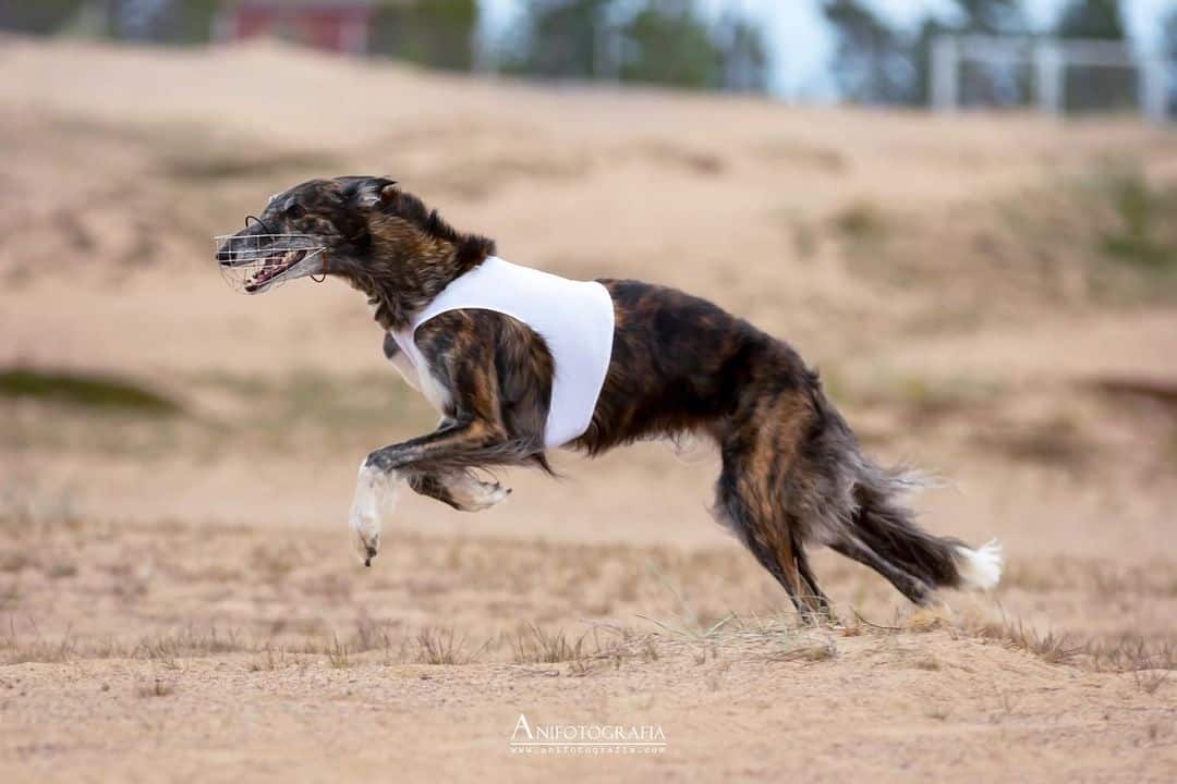 black and brindle borzoi