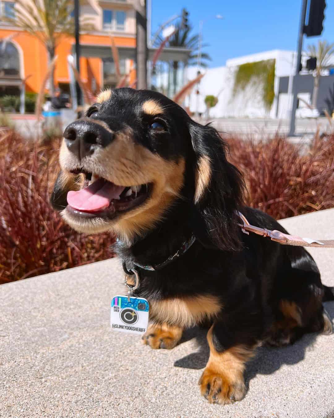 black and cream dachshund