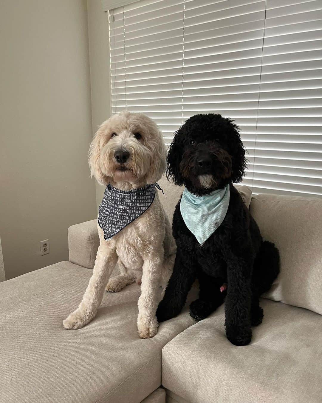 black and cream goldendoodle