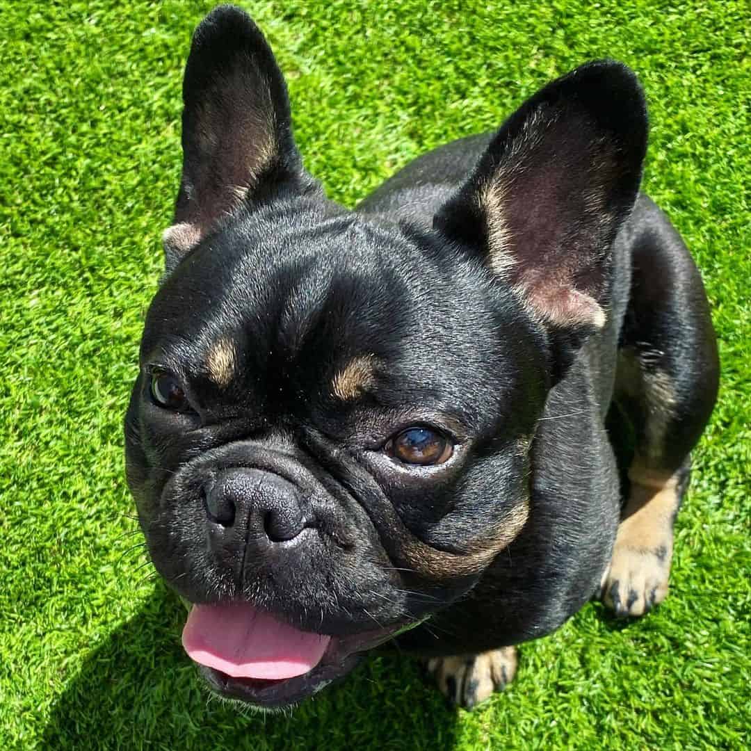 Black And Fawn French Bulldog