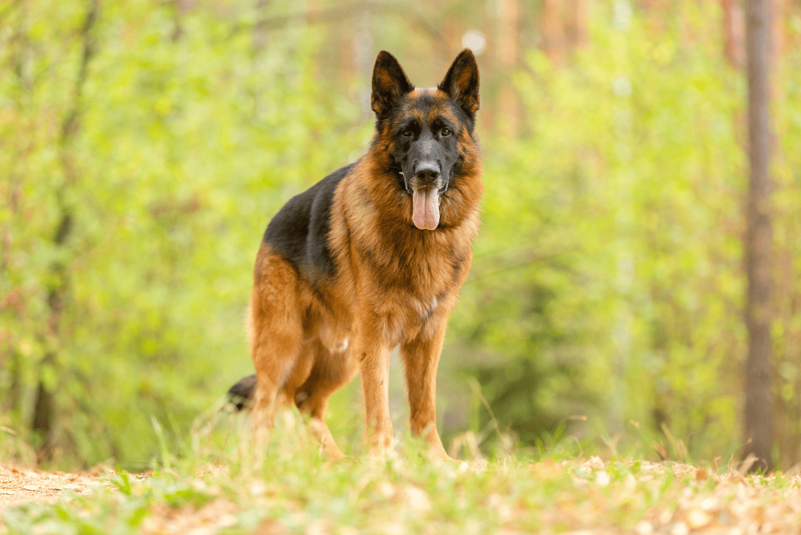 Black and Red German Shepherd