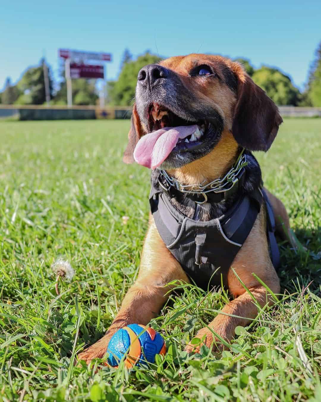 Black and Tan Beagle lying on the grass