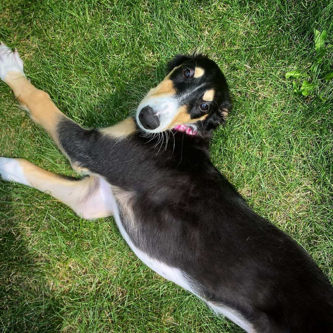 black and tan borzoi