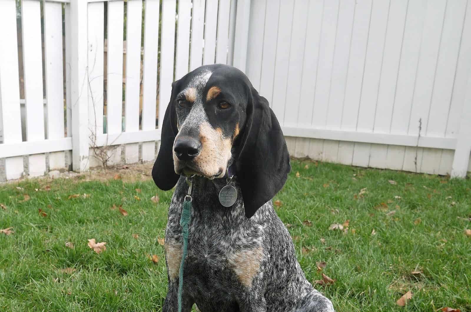 Black And Tan Coonhound