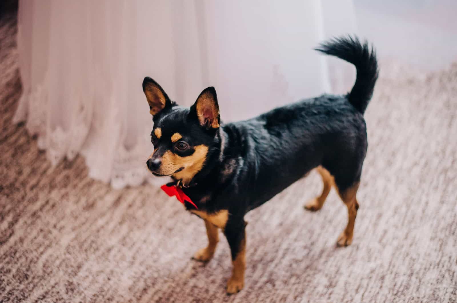 black and tan deer head chihuahua