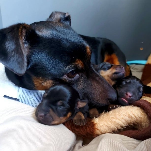 black and tan dog sleeping with her puppies