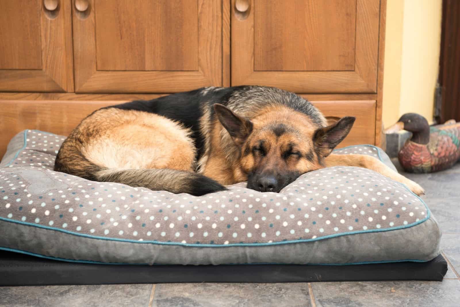 black and tan dog sleeping comfortably on a large pillow indoors