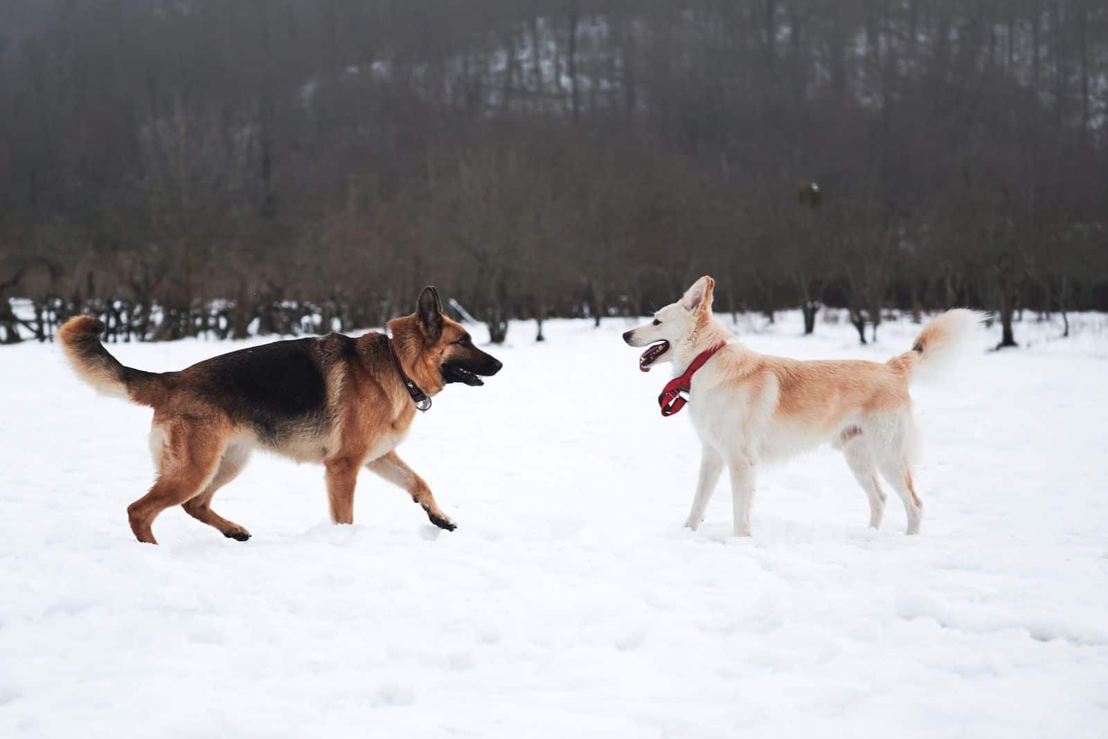 black and tan german shepherd with half shepherd standing in the snow outdoors