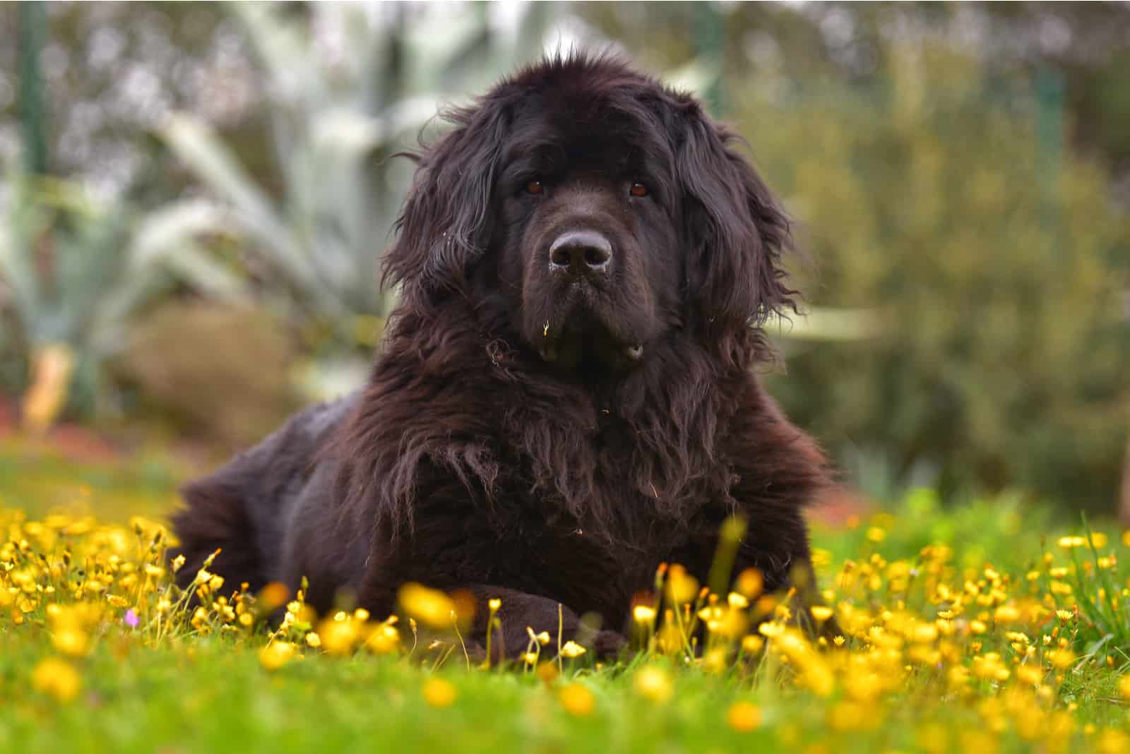 Black And Tan Newfoundland