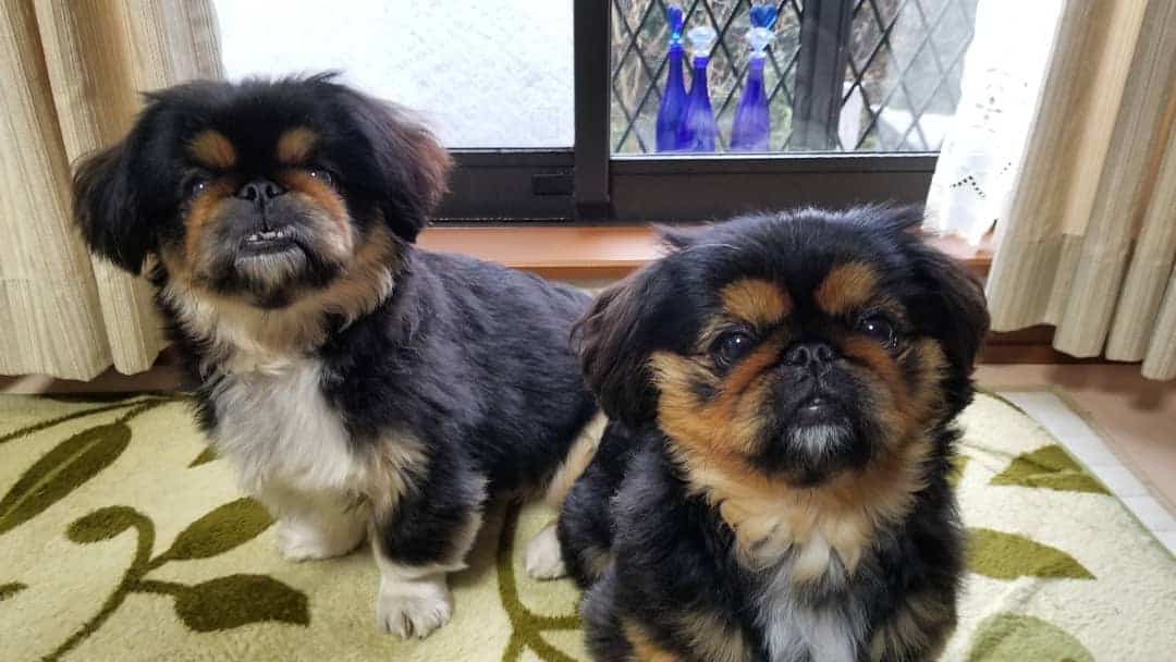 black and tan pekingese