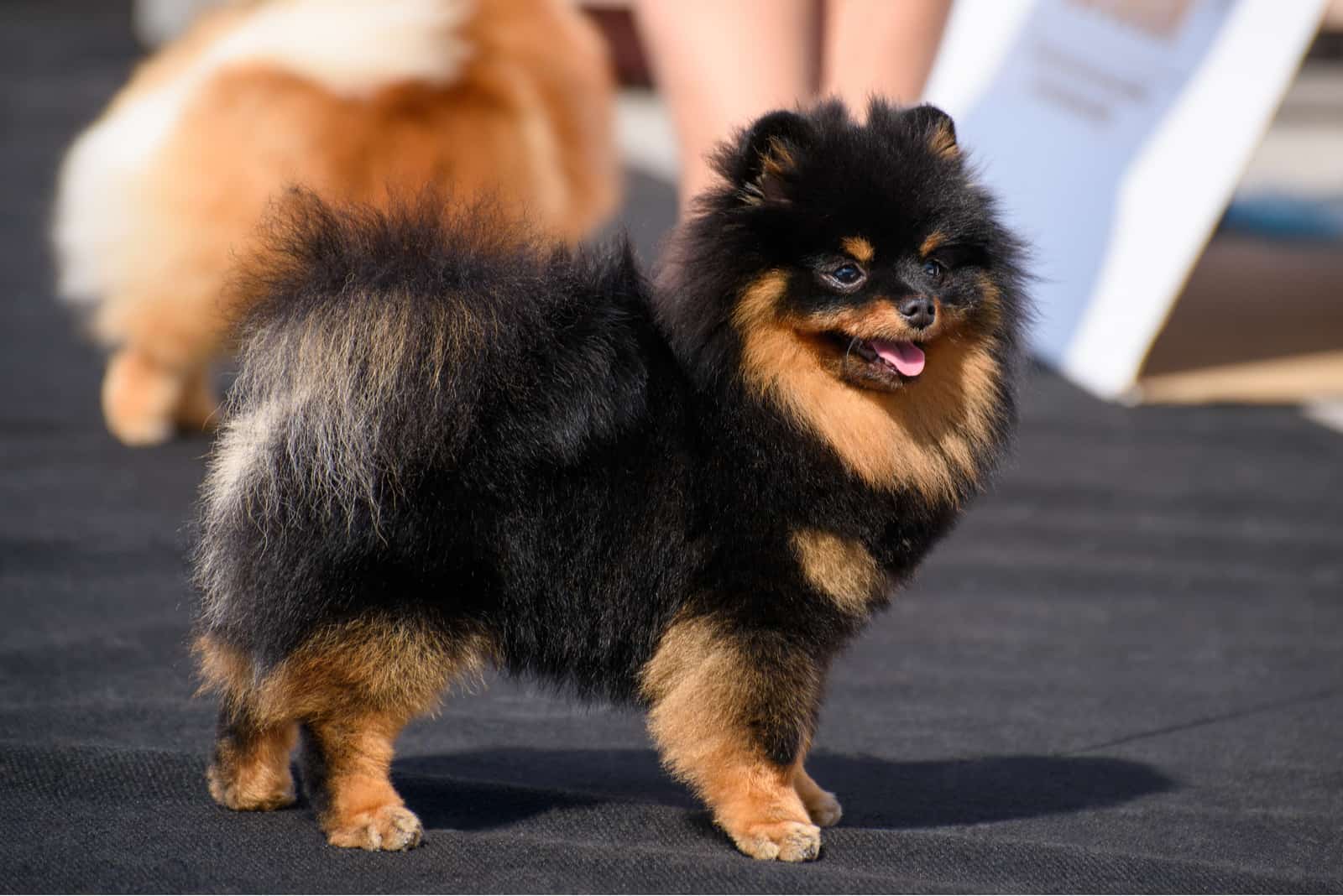 Black And Tan pomeranian