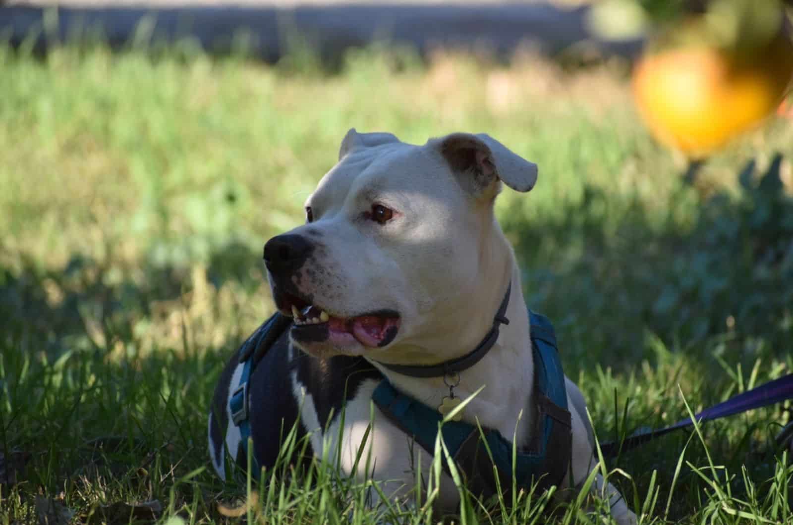 Black And White American Bulldog – A Superstar Athlete