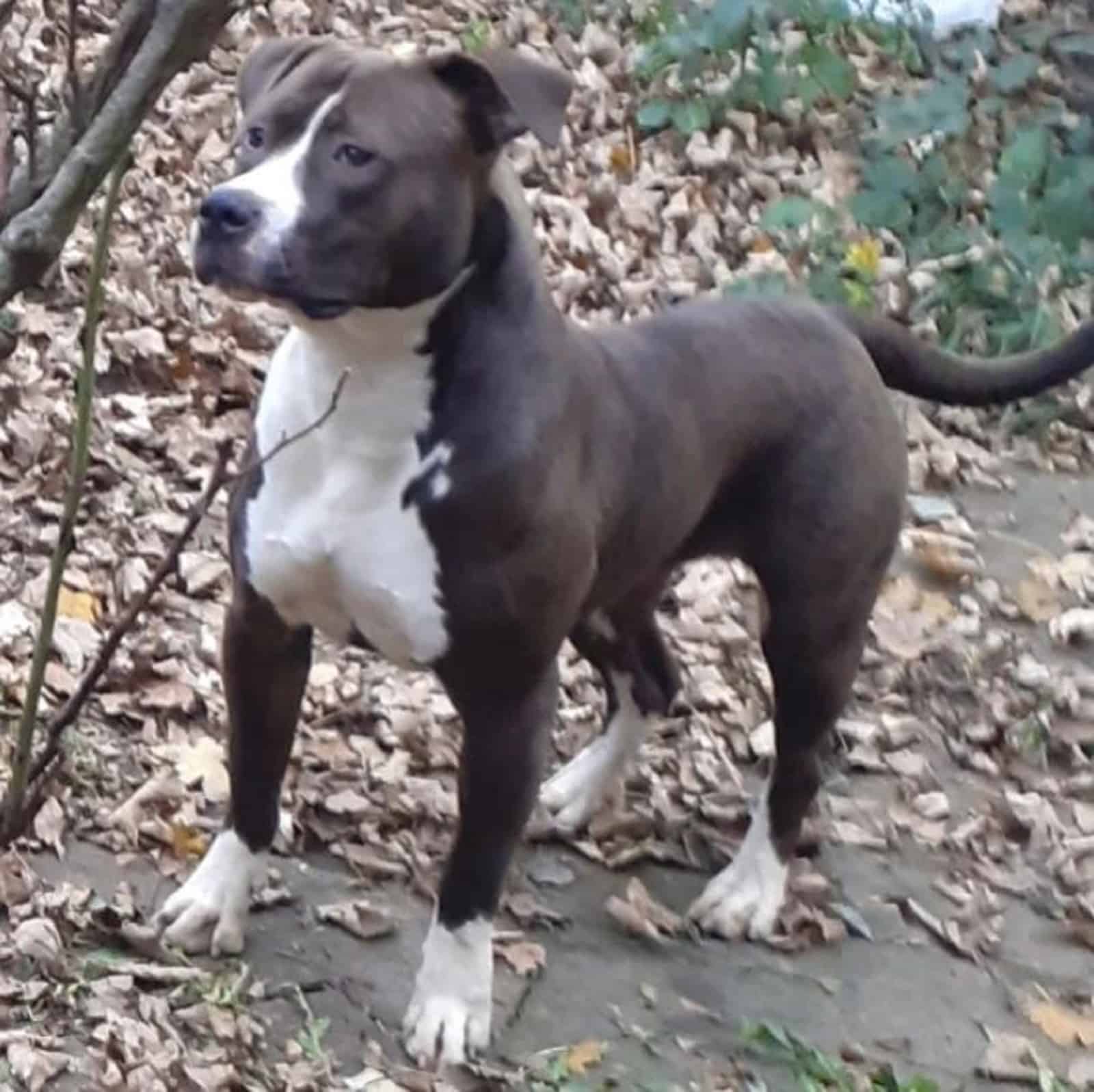 black and white american bulldog in the forest