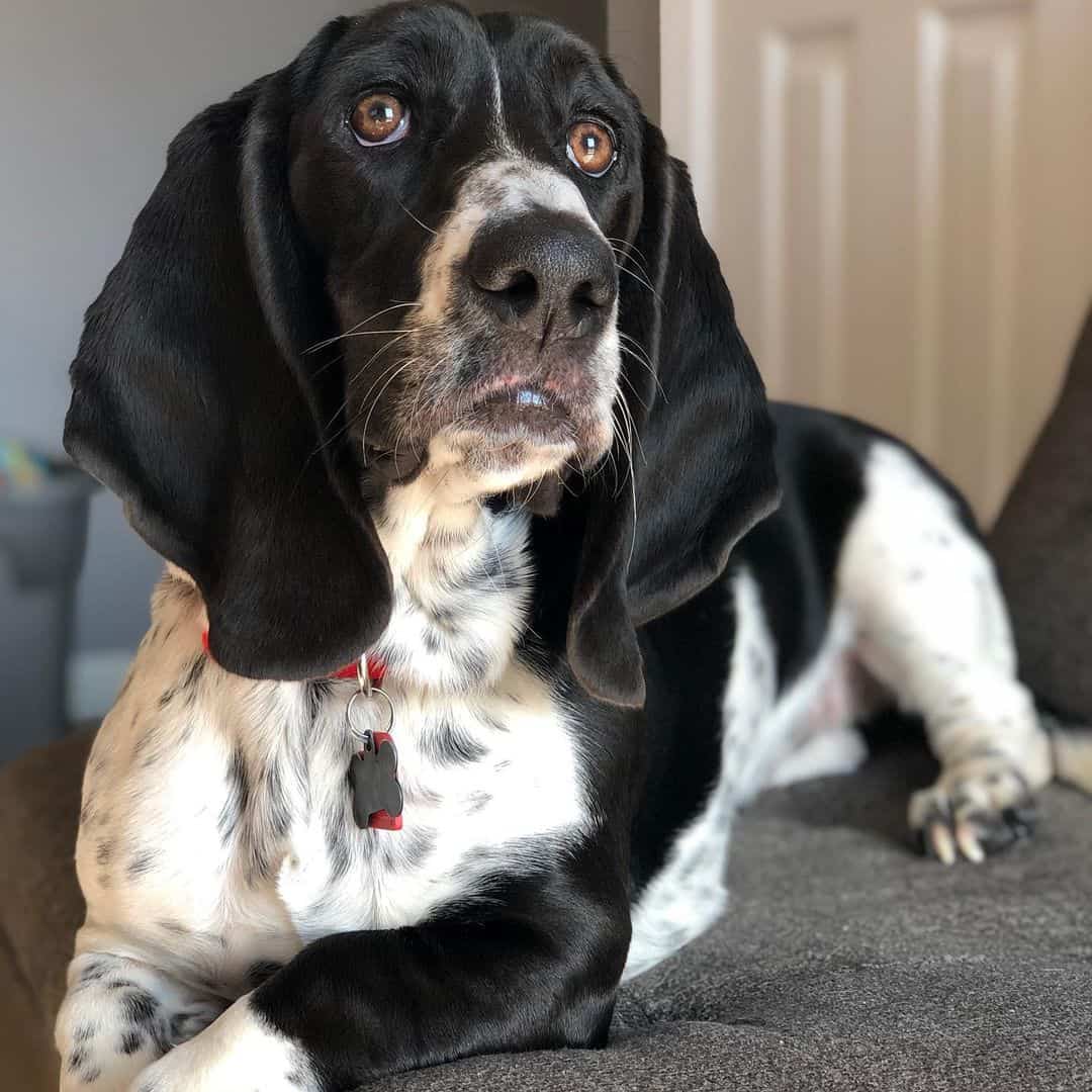 Black and white Basset Hound