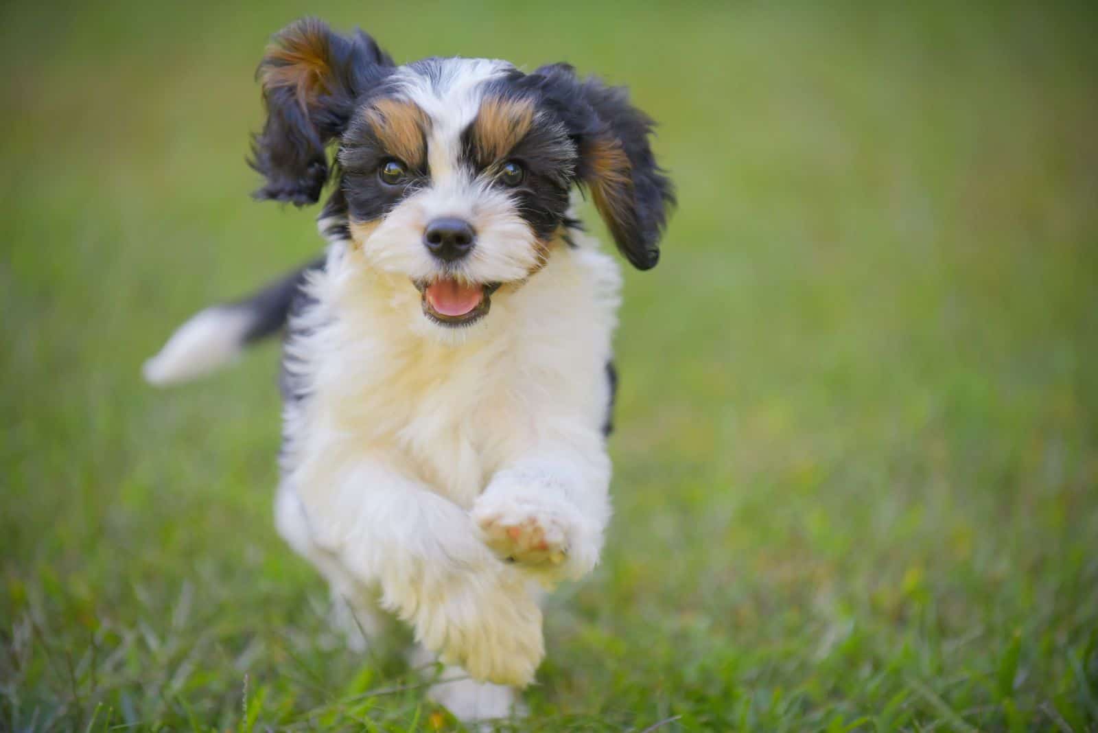 black and white Cavapoo running across the field