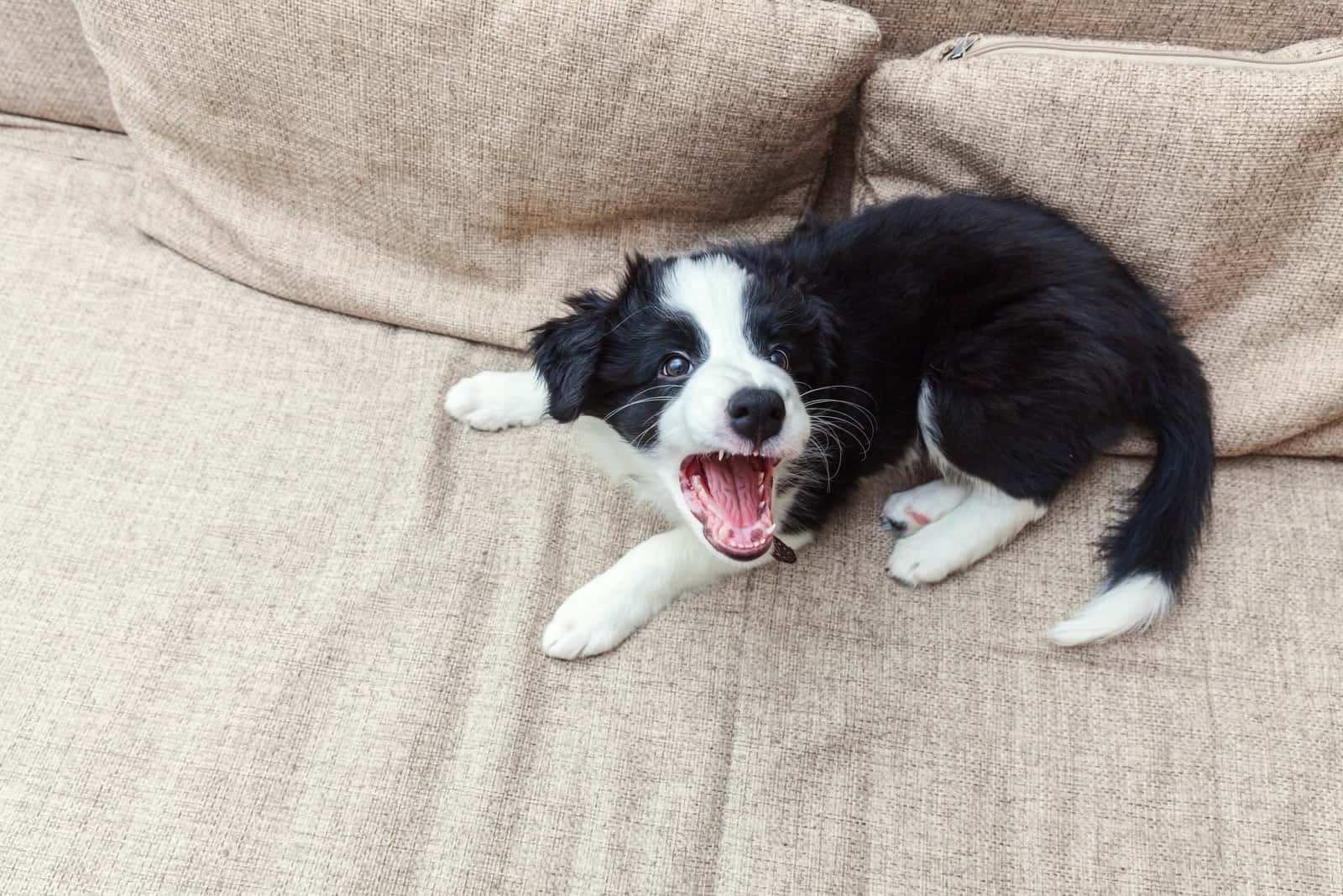 black and white dog barking