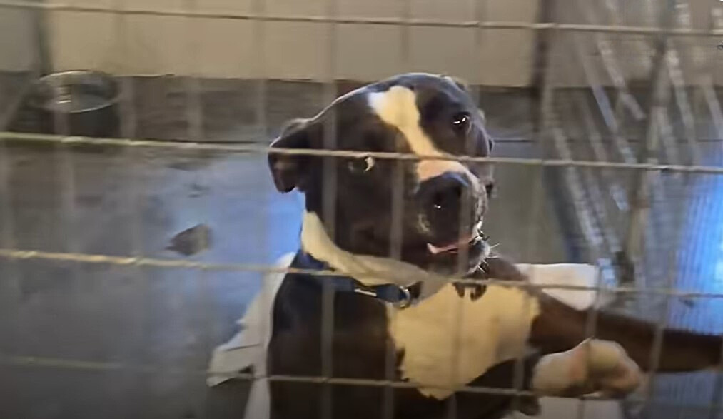 black and white dog in a cage