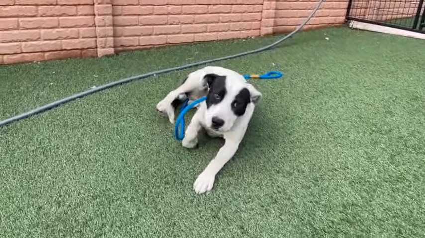 black and white dog laying down