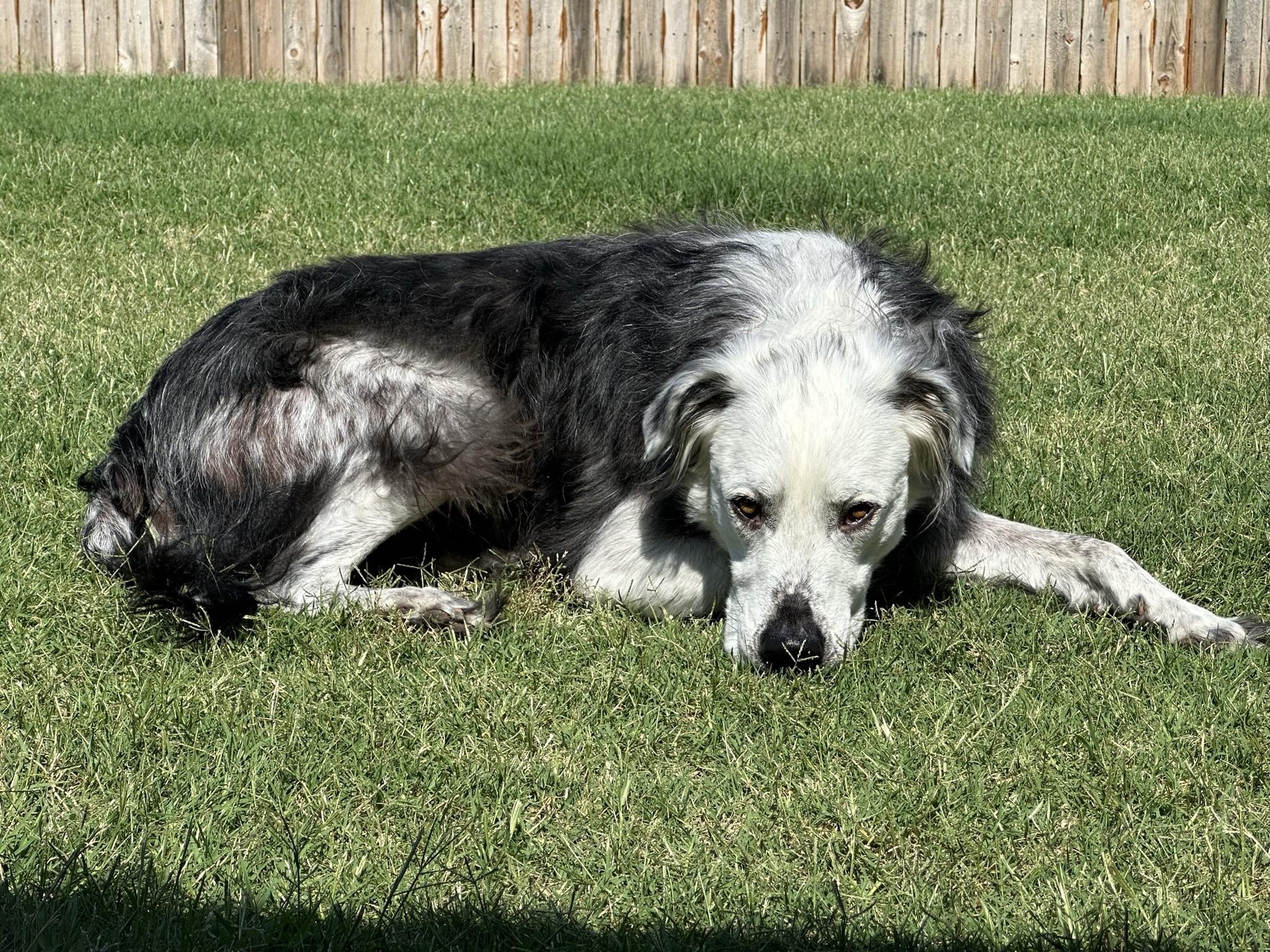 black and white dog laying down