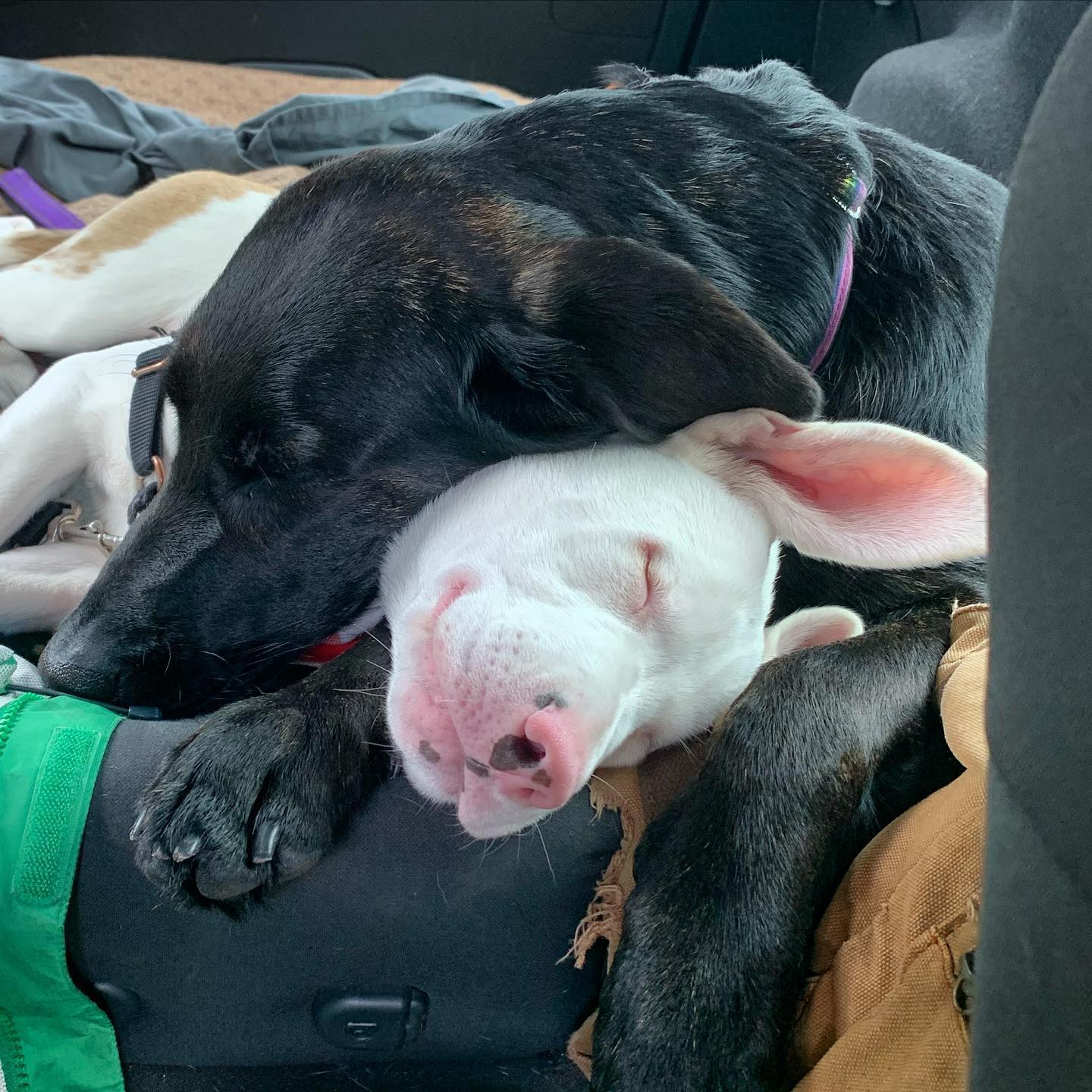 black and white dog sleeping together