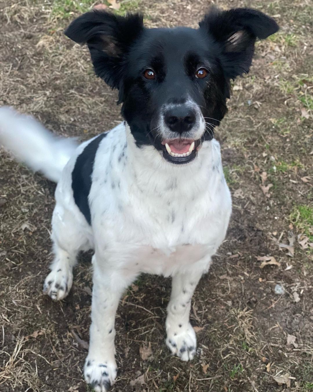 black and white dog smiling