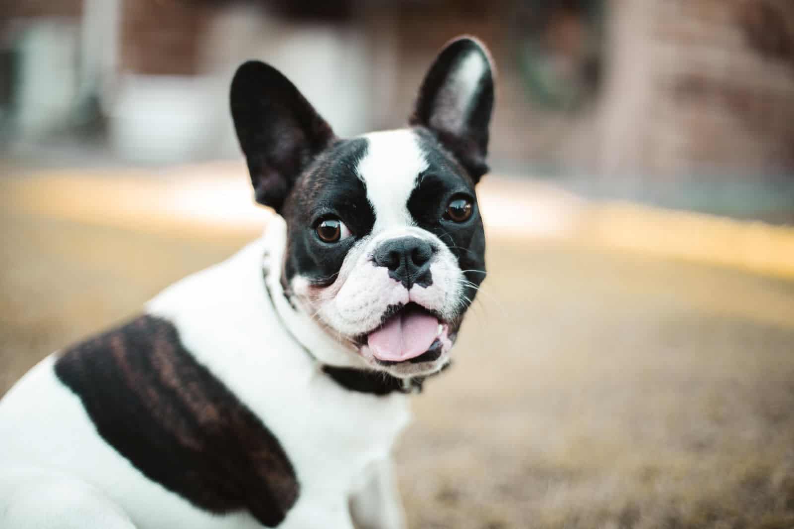 black and white french bulldog