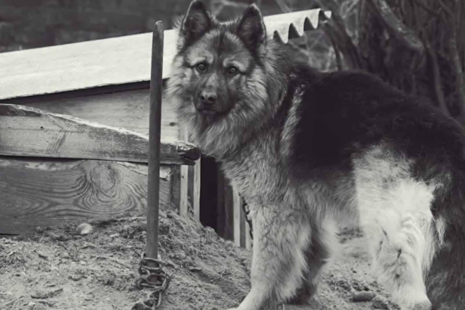 black and white german shepherd