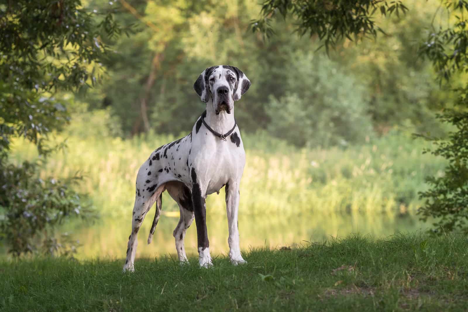 black and white great dane