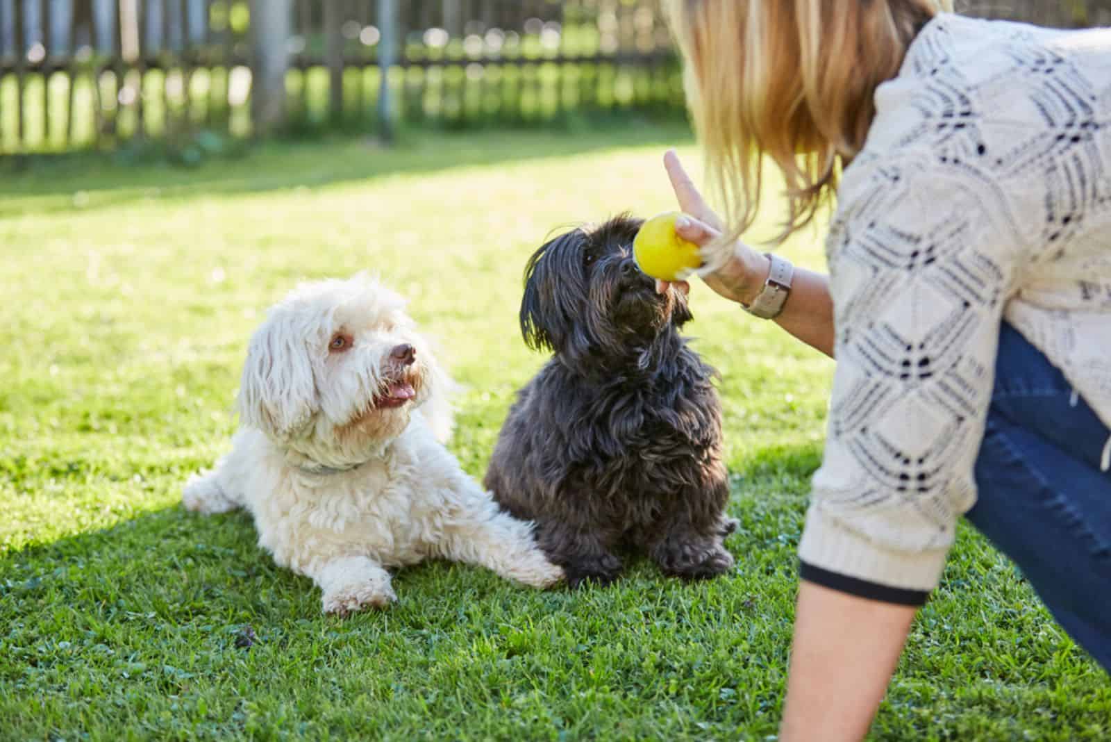 black and white havanase dogs playing with their owner in the yard