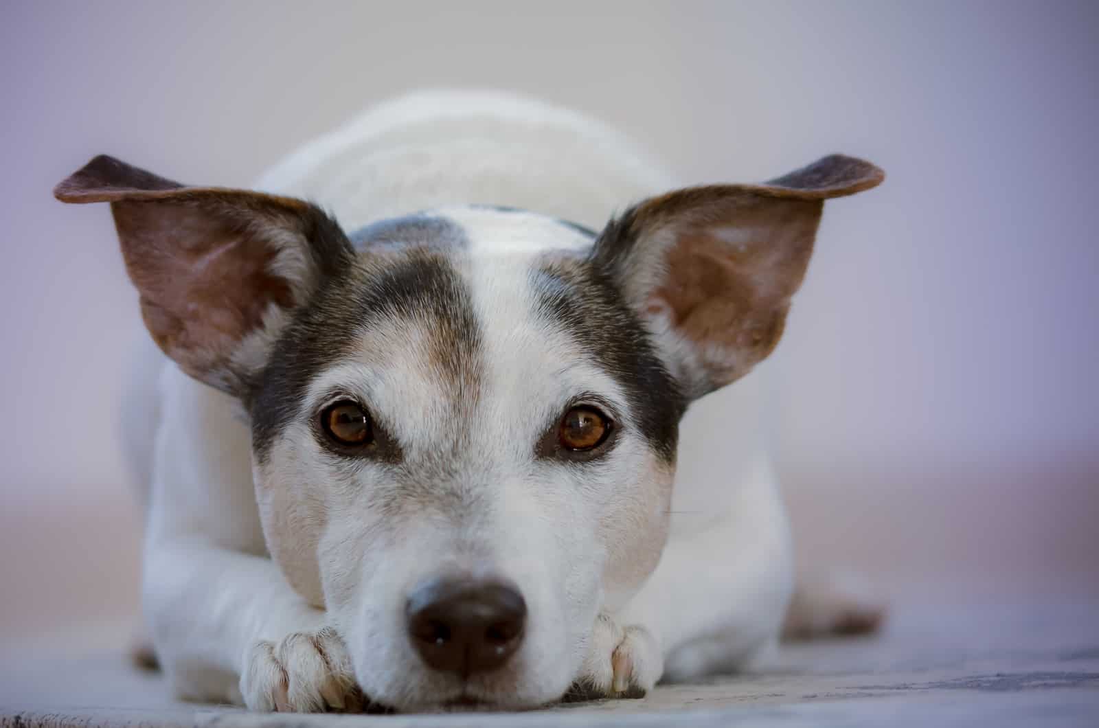 black and white jack russel terrier