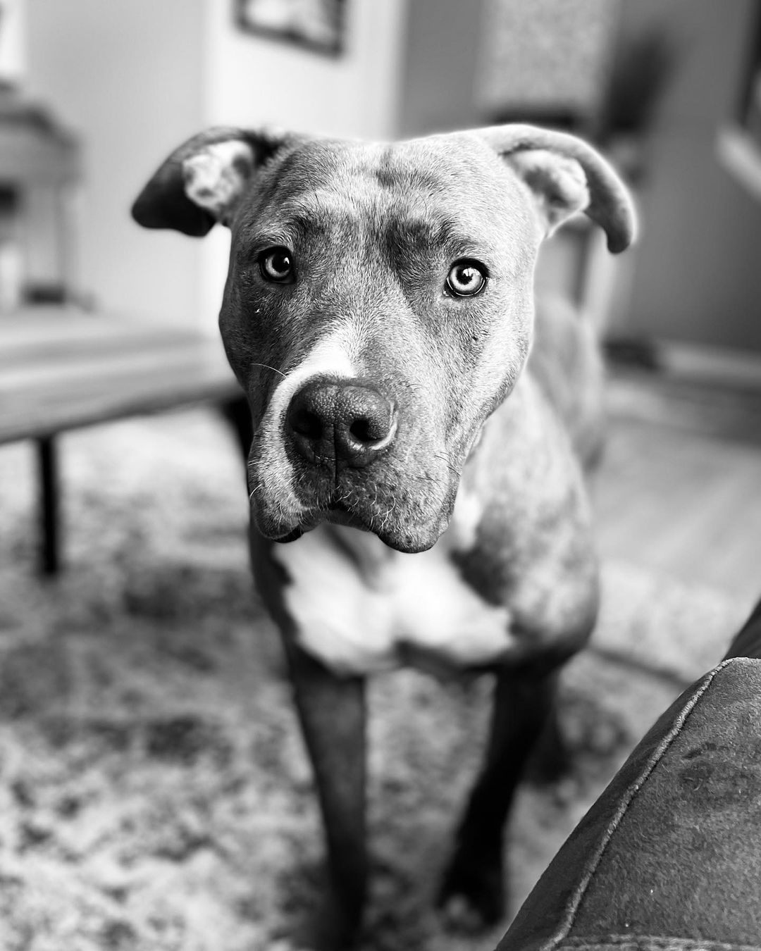 black and white photo of a dog