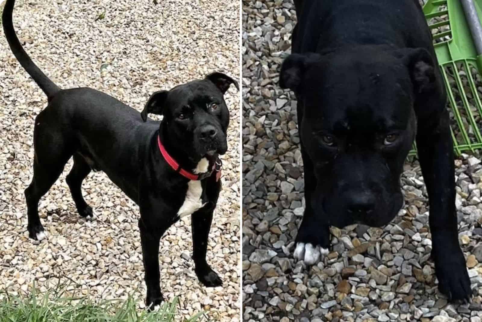 black and white pitbull with red collar