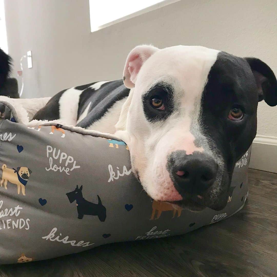 Black And White Pitbull lying in his bed