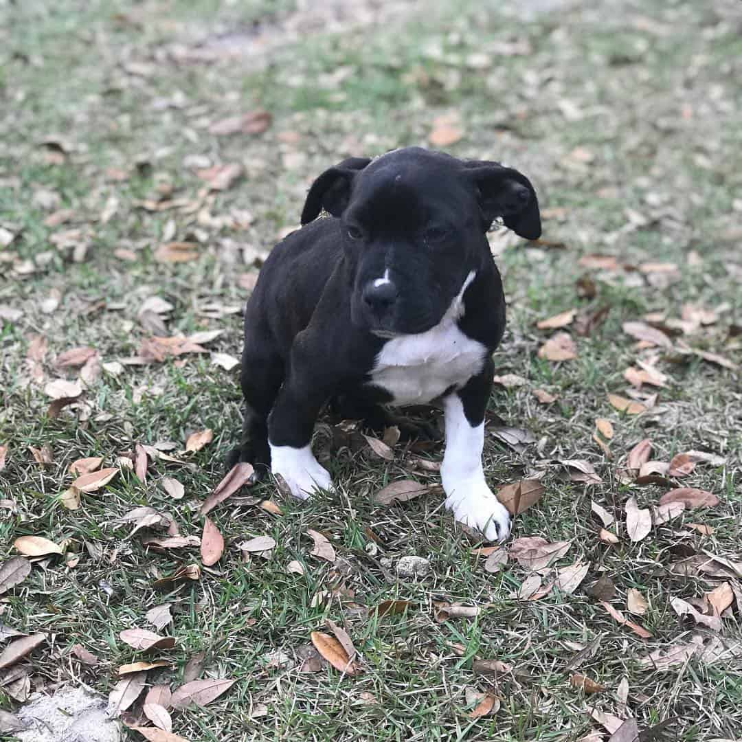 Black And White Pitbull Puppy