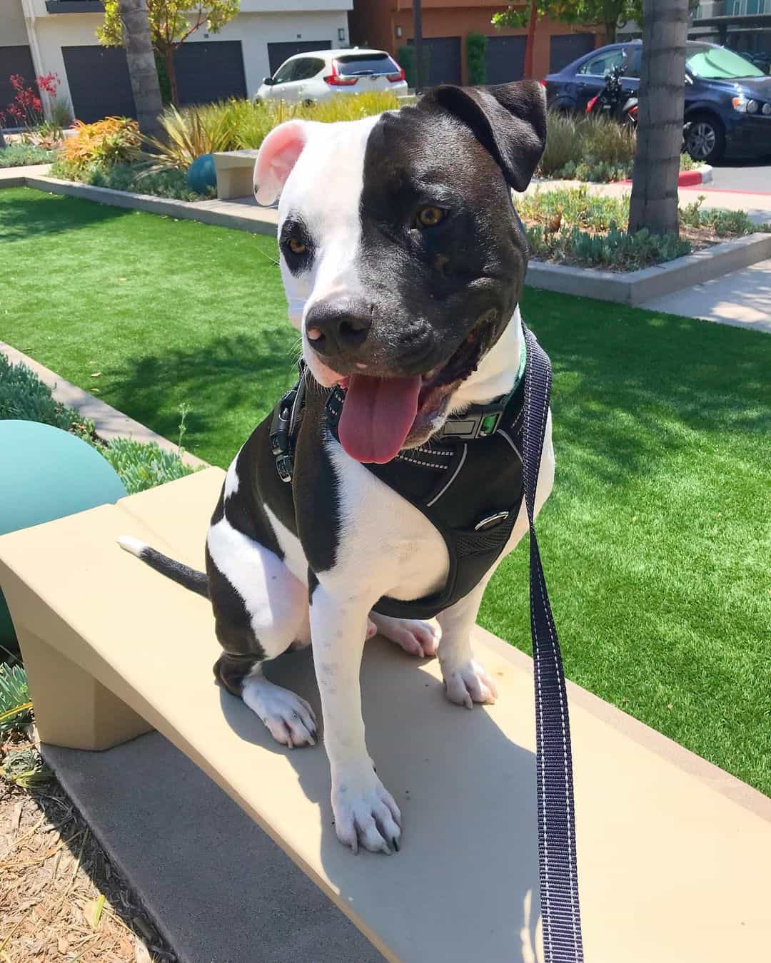 black and white pitbull