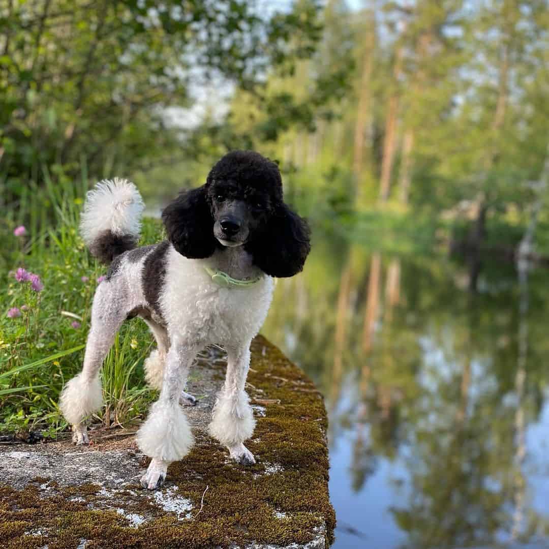 beautiful Black And White Poodle