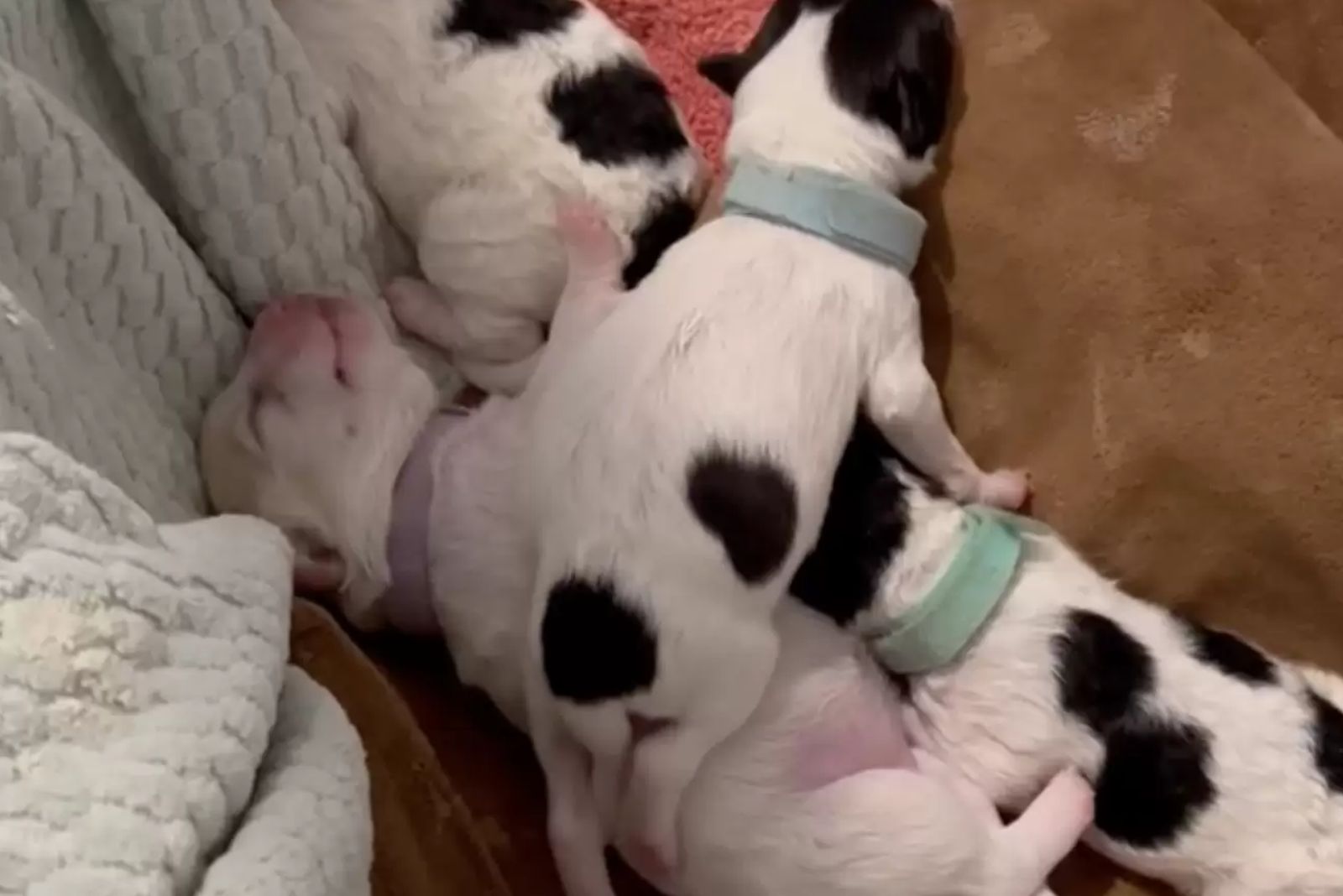 black and white puppies