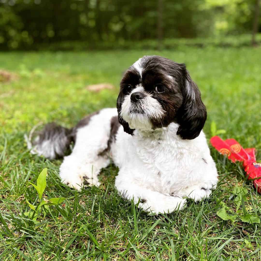 black and white shih tzu