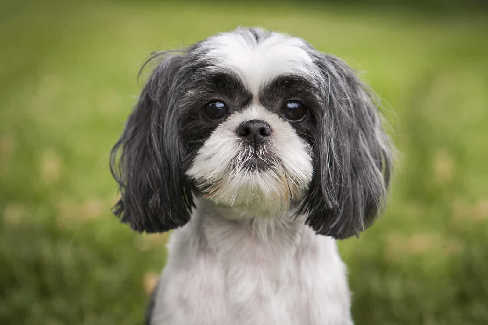 black and white Shih Tzu dog