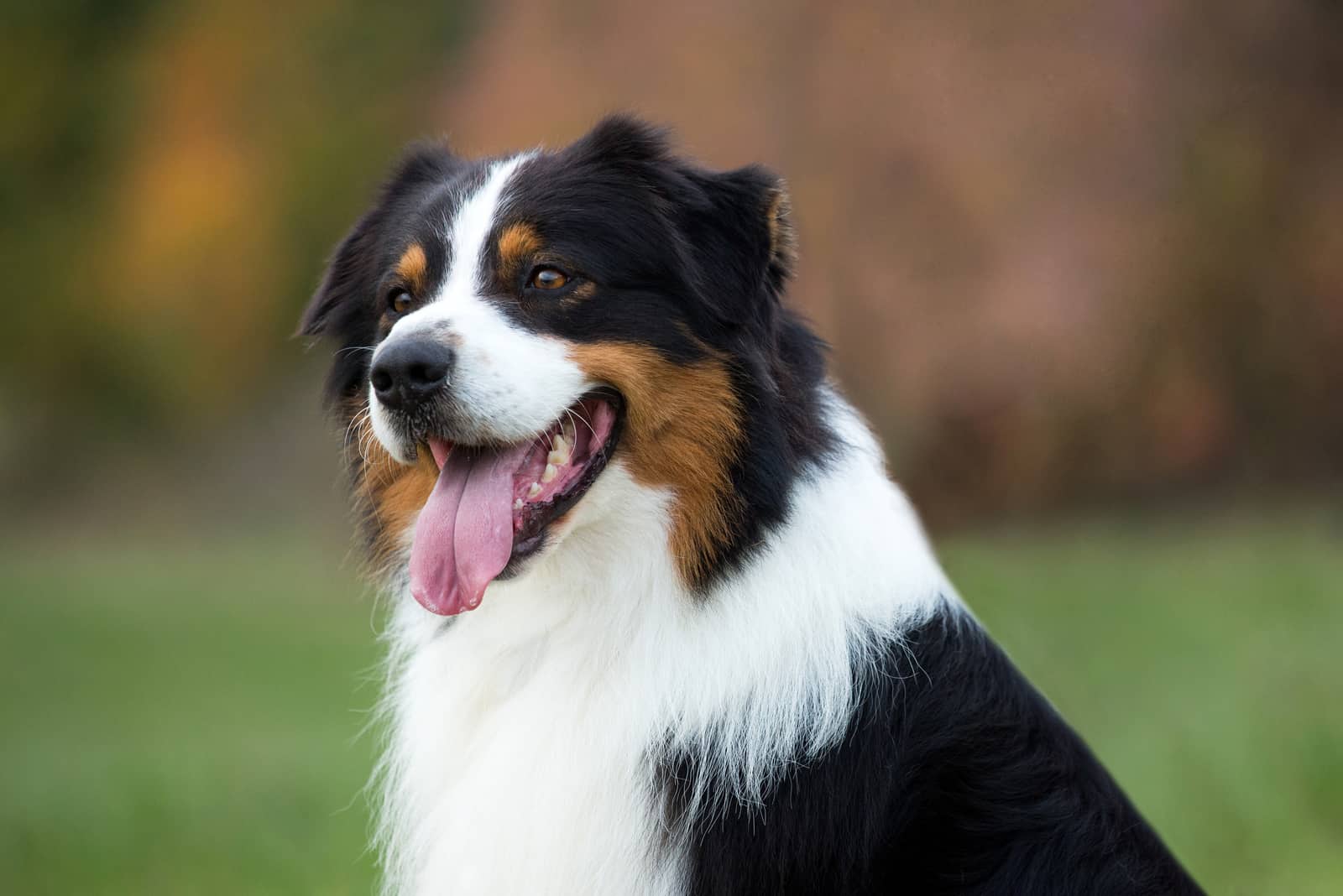 Black Australian Shepherd: Dog Breed Information And Facts