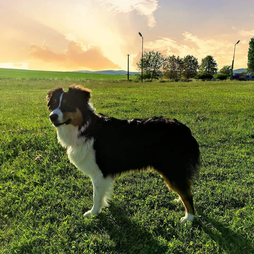 Black Australian Shepherd standing on grass