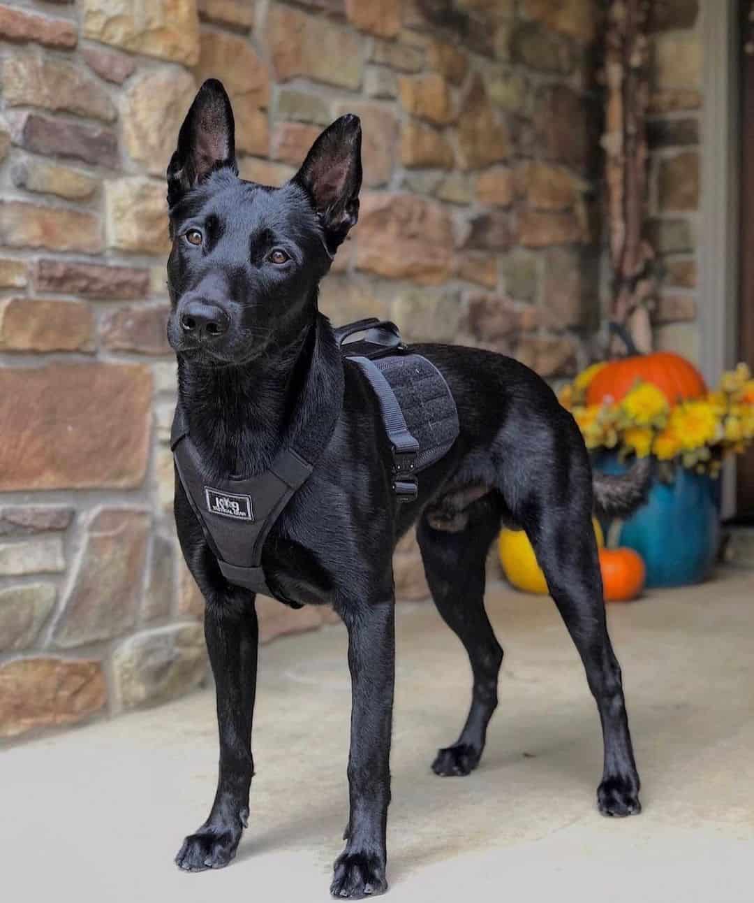 black Belgian Malinois