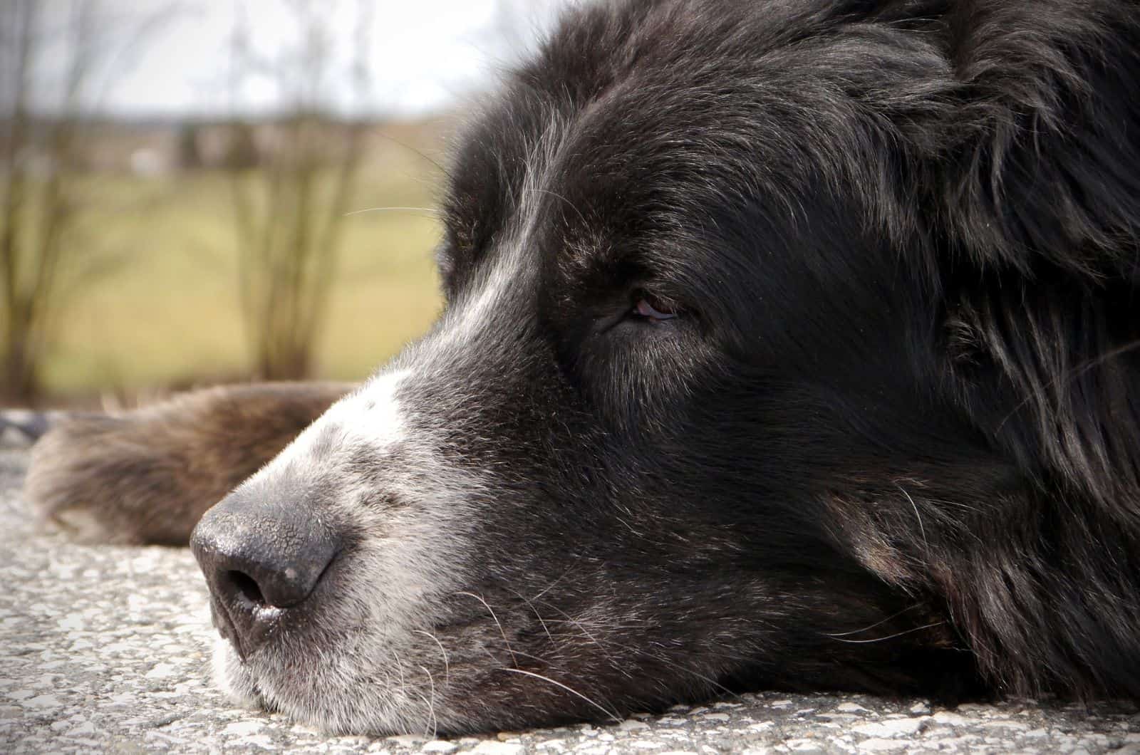 black Bernese Mountain