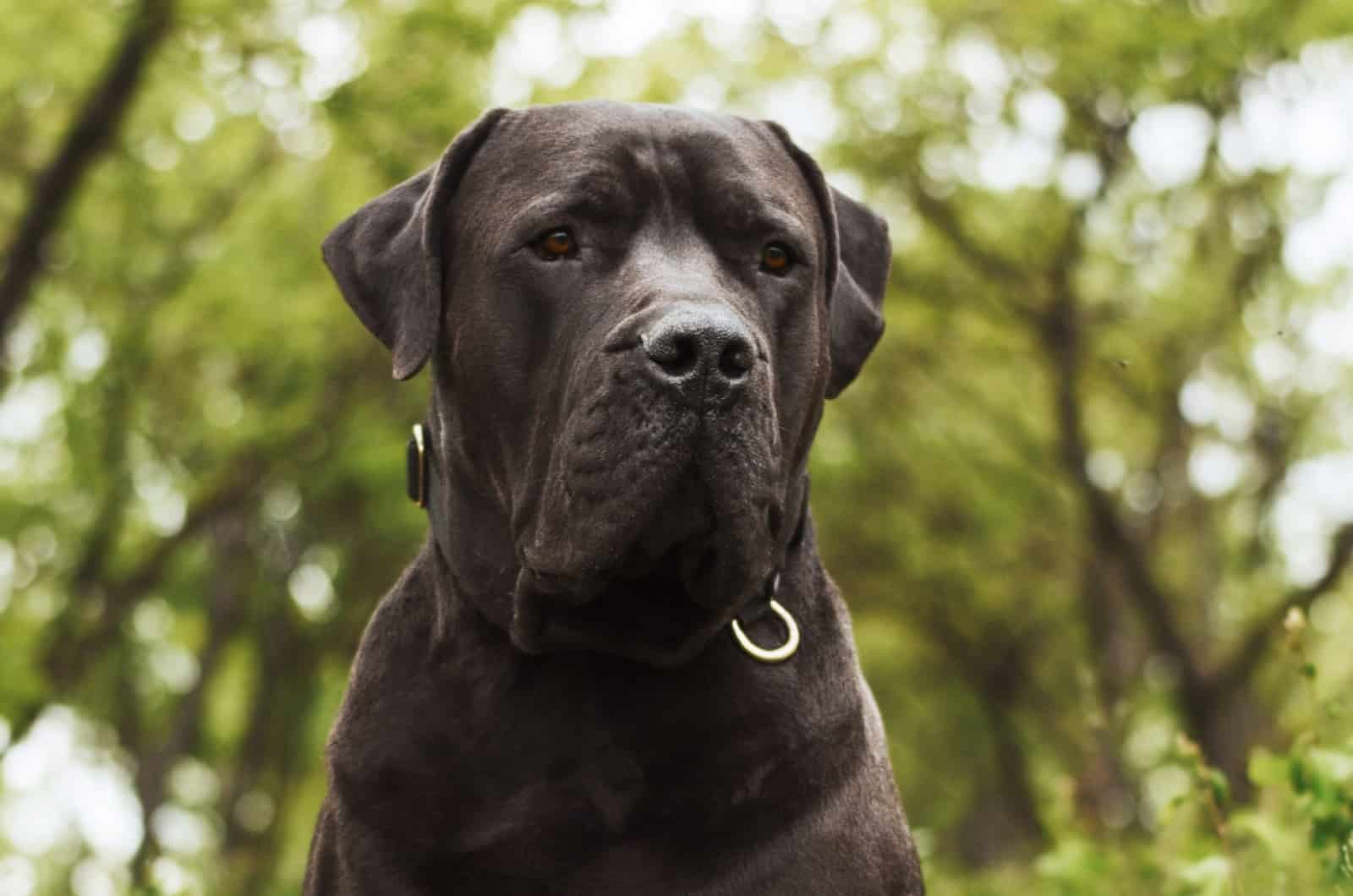 Black Boerboel in nature