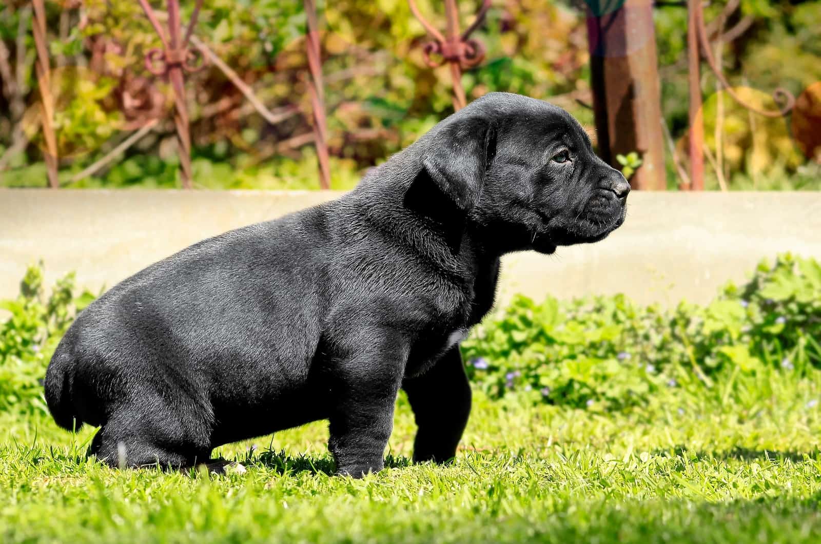 Black Boerboel puppy walking outside