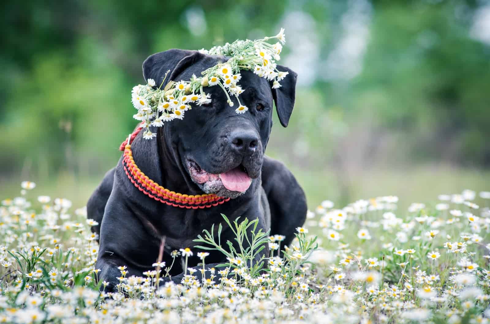 Black Boerboel sitting in flowers