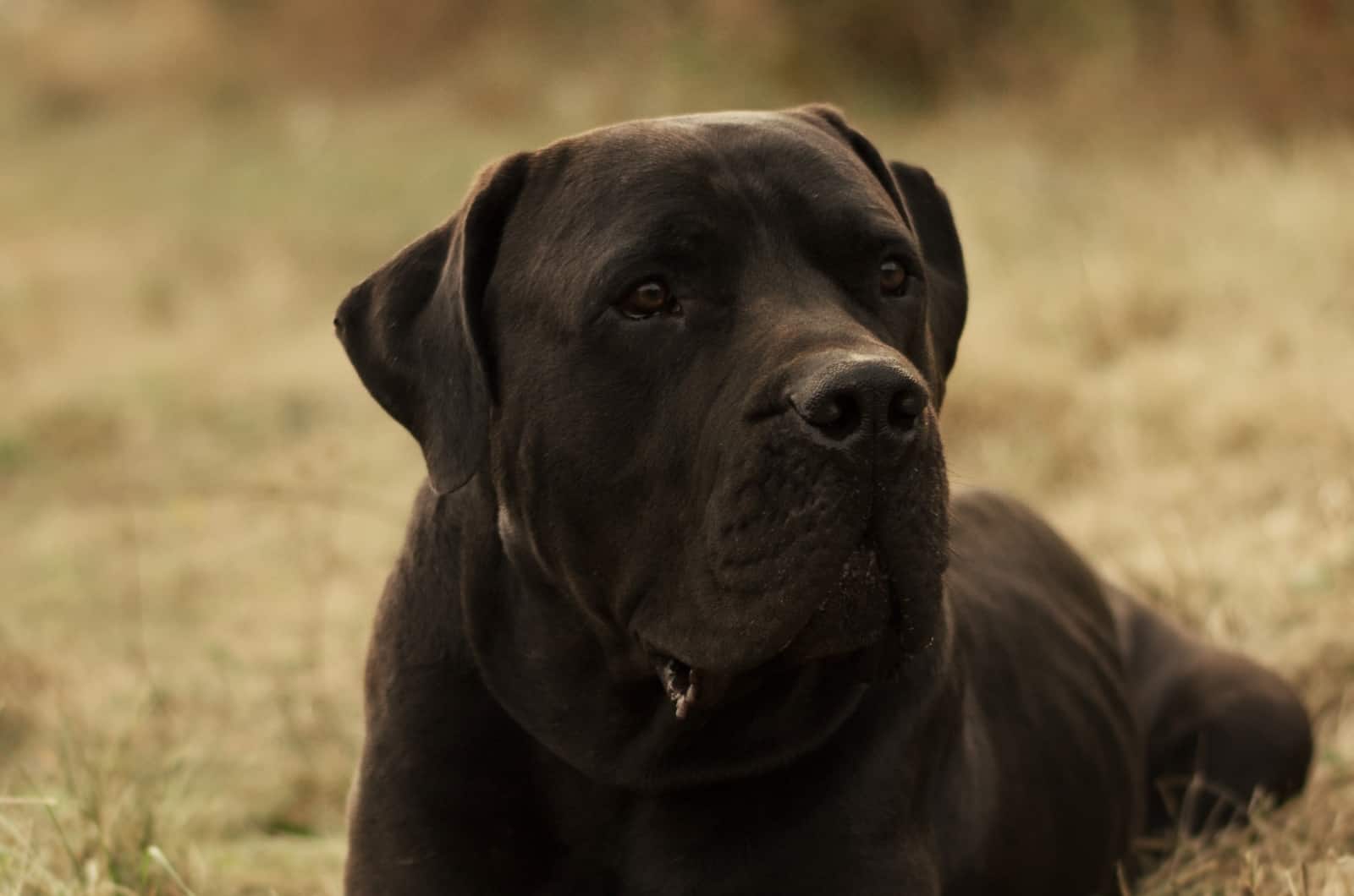 Black Boerboel sitting on grass